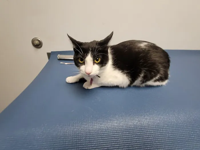 Seaport Animal Hospital Picture 4