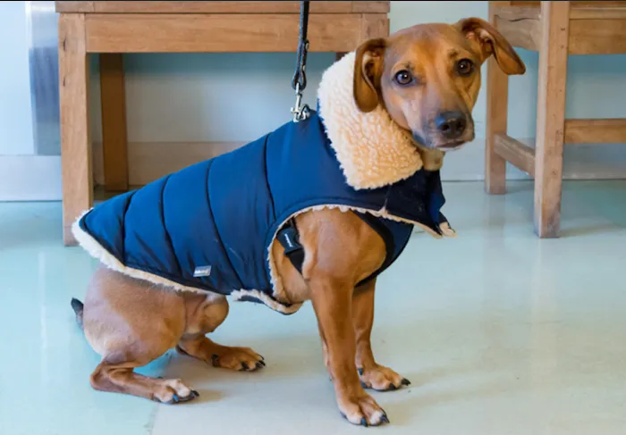 Seaport Animal Hospital Picture 10