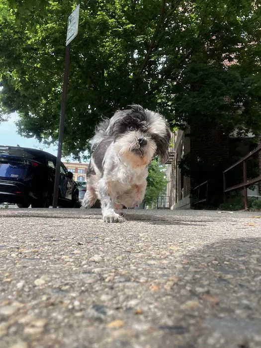 Bond Vet - Lower East Side Picture 9