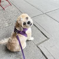 Rivergate Veterinary Clinic ico
