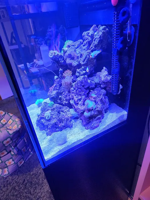 Reef Exclusive Picture 5