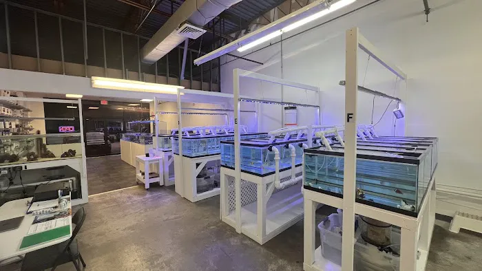 Reef Exclusive Picture 3
