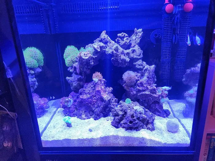 Reef Exclusive Picture 4
