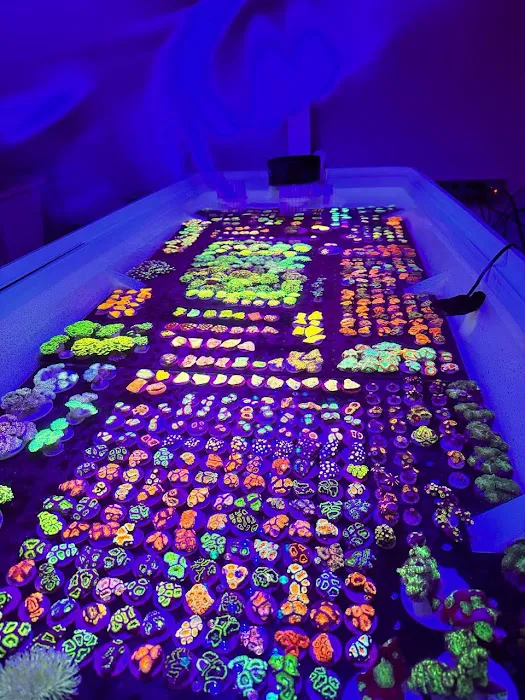 Reef Exclusive Picture 7