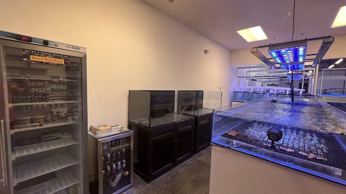 Reef Exclusive Picture 2