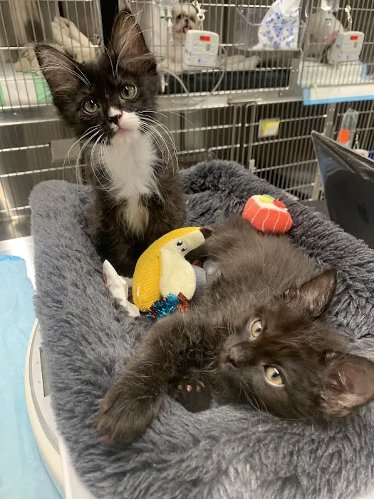 East Village Animal Clinic Picture 8