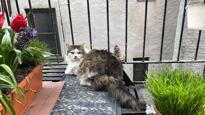 East Village Animal Clinic Picture 10