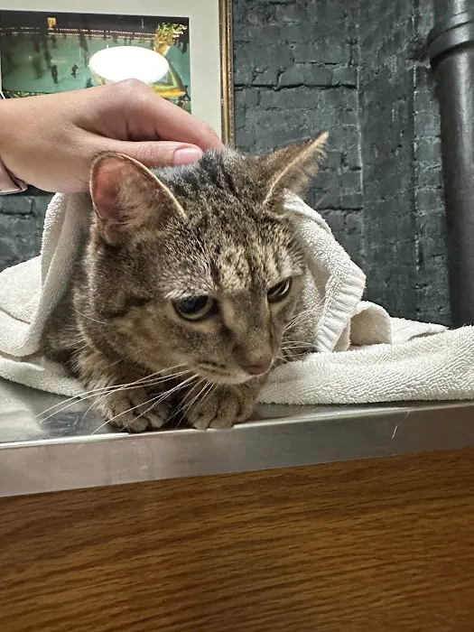 Cooper Square Veterinary Hospital Picture 5