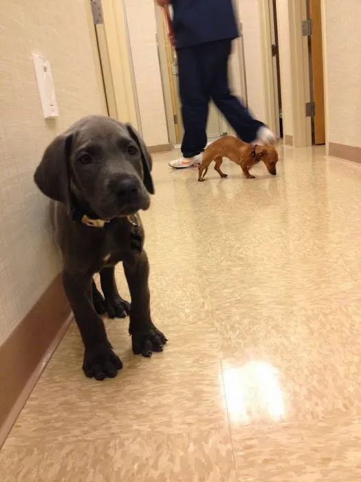 Heart of Chelsea Veterinary Group - Lower East Side Picture 2