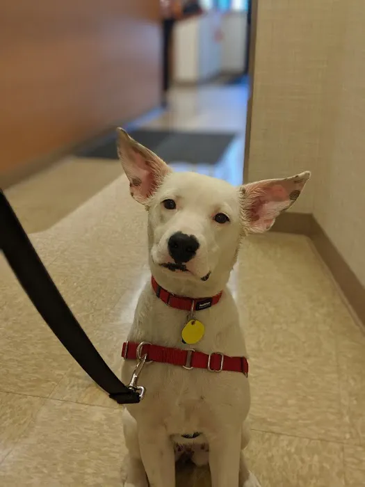 Heart of Chelsea Veterinary Group - Lower East Side Picture 6