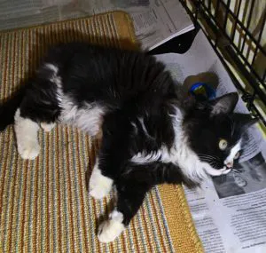Gotham Animal Clinic Picture 5