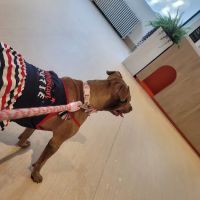 Small Door Veterinary - Gramercy ico