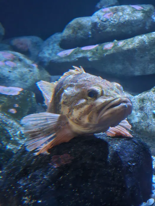 Boston Aquariums Picture 5