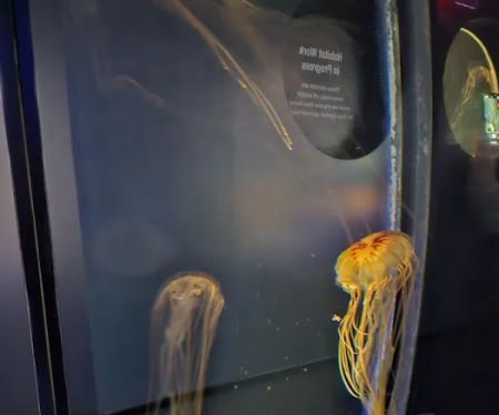Boston Aquariums