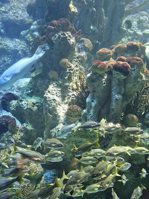 Boston Aquariums Picture 2