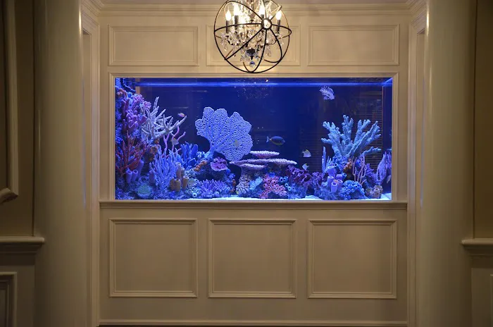Boston Aquariums Picture 10