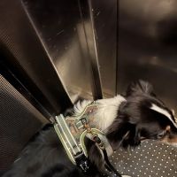 Vetco Vaccination Clinic ico