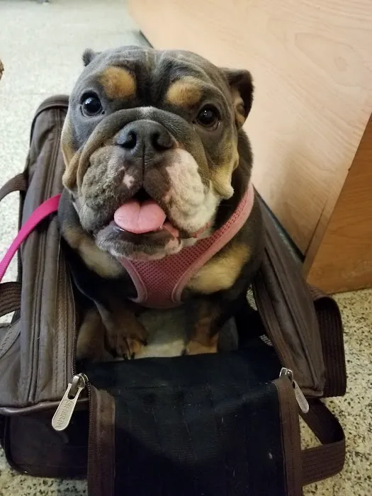 Gramercy Park Animal Hospital Picture 4