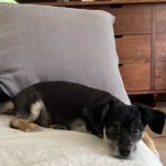 Gramercy Park Animal Hospital