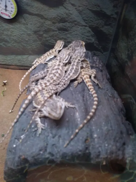 Petco Picture 2