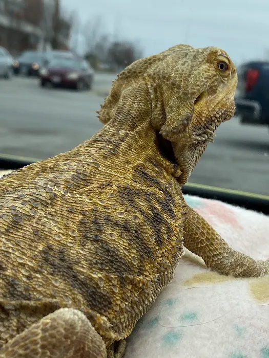 Cold Blooded Pets Picture 5