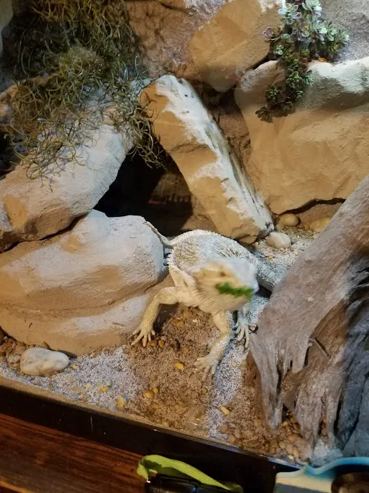 Cold Blooded Pets Picture 2