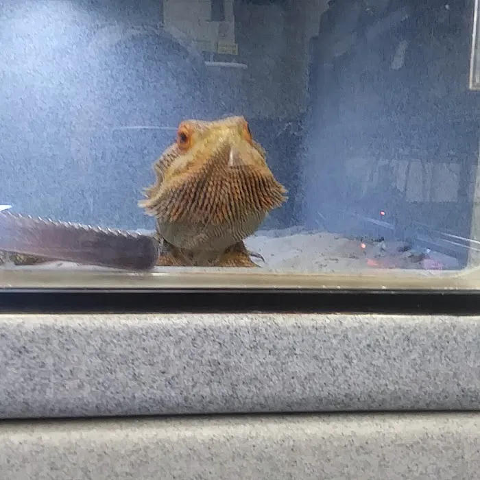 Cold Blooded Pets Picture 6
