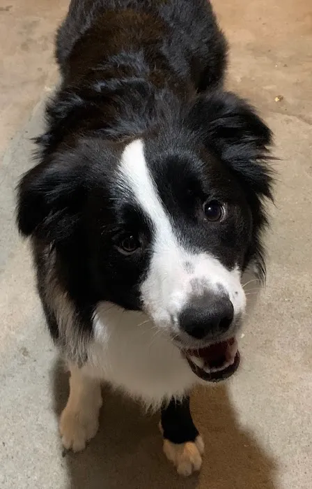Denise's Pet Center Picture 5