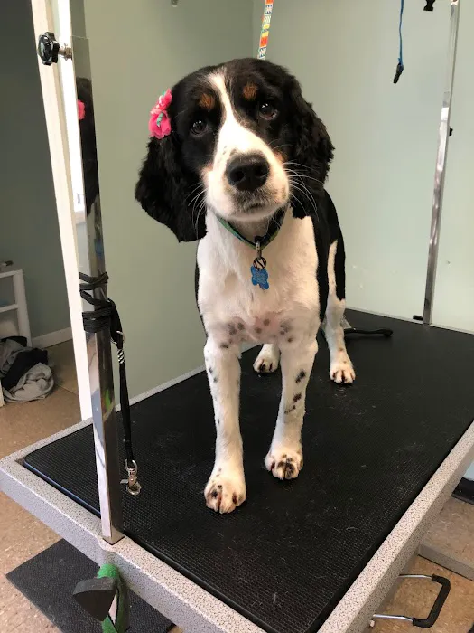 Denise's Pet Center Picture 7