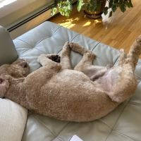 Denise's Pet Center ico