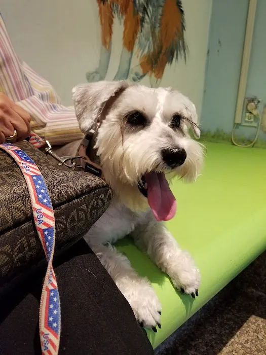 The Humane Society of New York Picture 3