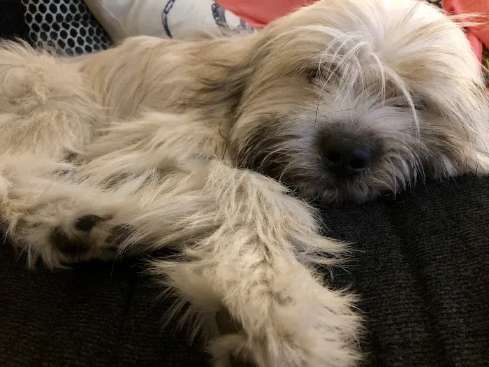 The Humane Society of New York Picture 2
