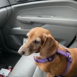 The Humane Society of New York