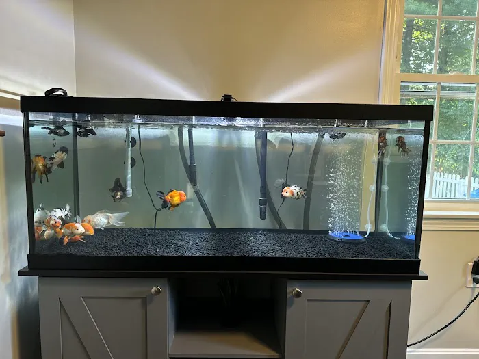 Goldfish Island Picture 8