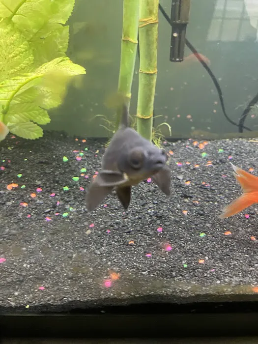 Goldfish Island Picture 1