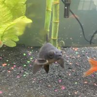 Goldfish Island ico