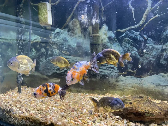 Goldfish Island Picture 5