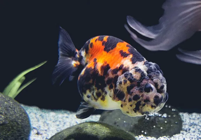 Goldfish Island Picture 6