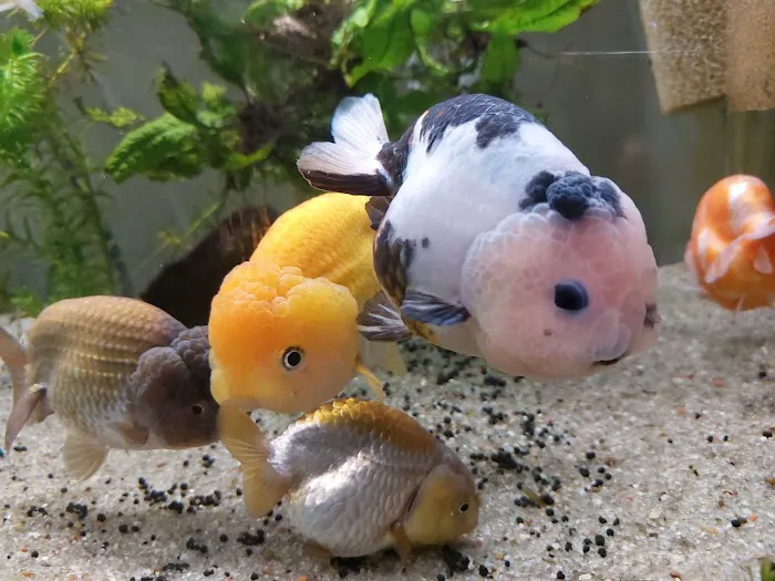 Goldfish Island Picture 4