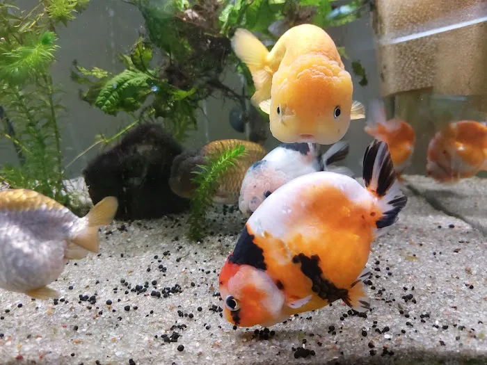 Goldfish Island Picture 7