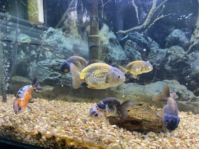 Goldfish Island Picture 3