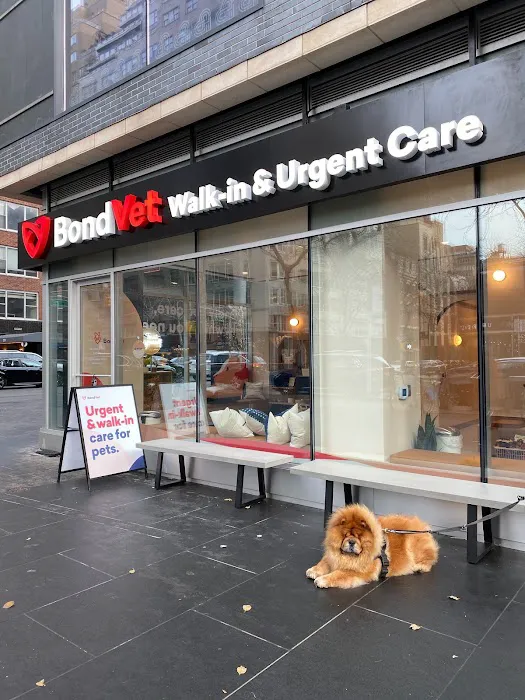 Bond Vet - Upper East Side at 62nd Street Picture 7