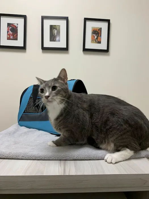 VCA Park East Animal Hospital Picture 2