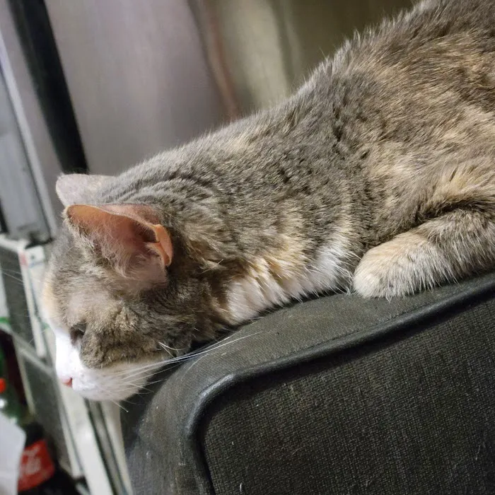 VCA Park East Animal Hospital Picture 7