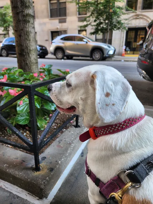 Small Door Veterinary - Upper East Side Picture 6