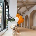 Small Door Veterinary - Upper East Side