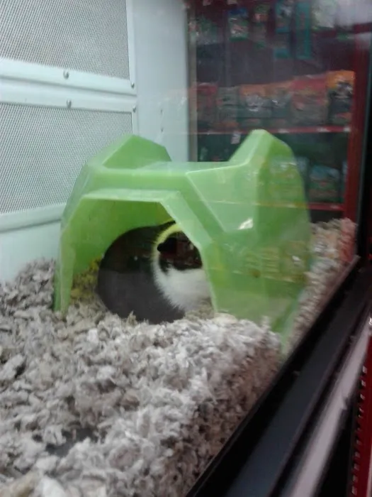 Petco Picture 8