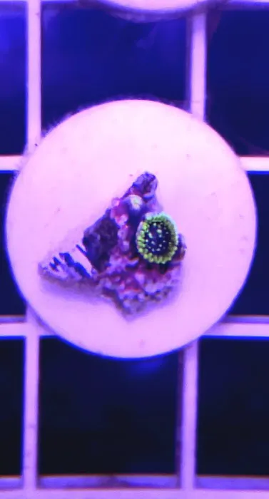 Beantown Reefers Picture 2