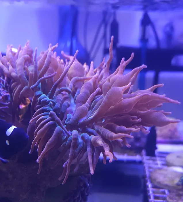 Beantown Reefers Picture 10