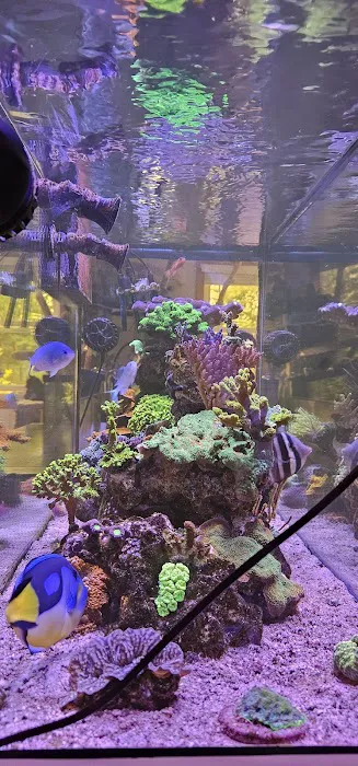 Beantown Reefers Picture 4